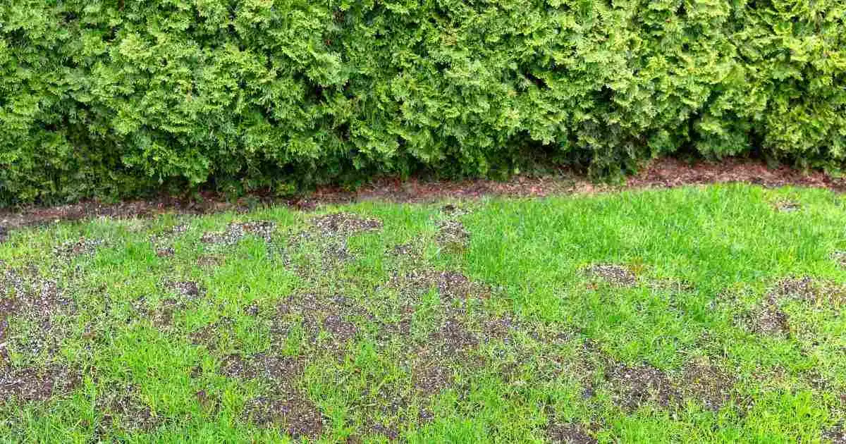Lawn with patchy grass and fresh seeding
